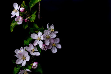 Apple blossom flowers close up isolated on a black background shallow depth of field low key, selective focus