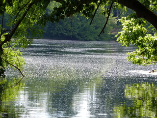 Pollen sur l'eau, rivière  Dordogne