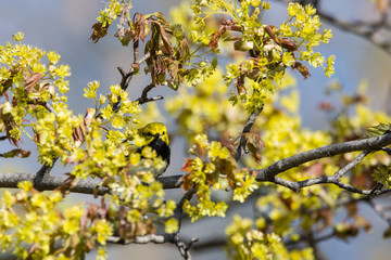 Black-throated Green Warbler