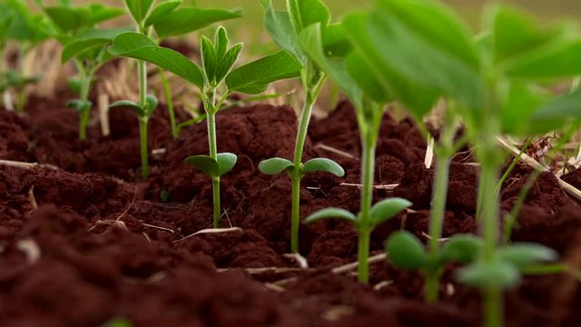 Soybeans growing