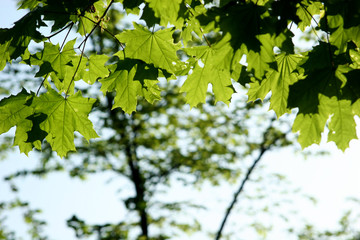 Green leaves in the forest against the sky