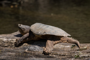 Fototapeta premium Common Snapping Turtle