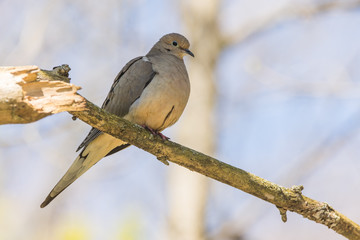 Mourning Dove