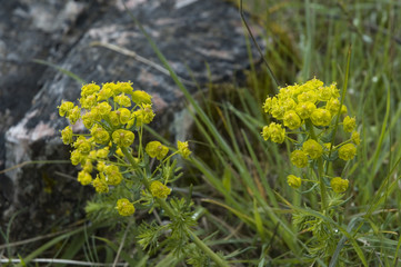 gelbgrüne Scheinblüten einer Zypressen-Wolfsmilch