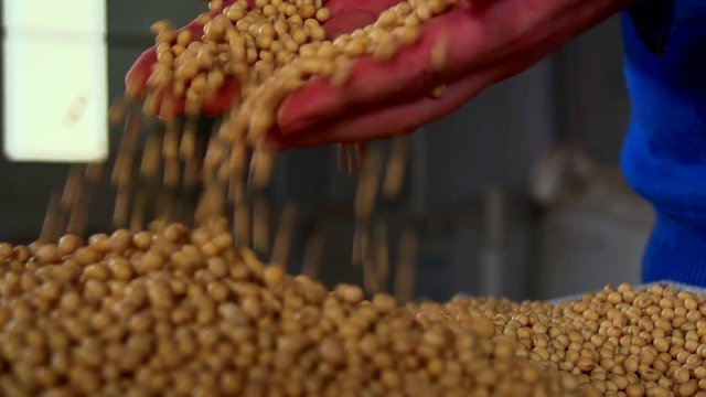 Soybeans grains