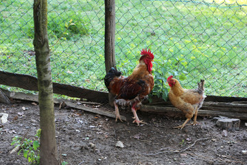 Farm: Hen and Rooster walking on homesteading