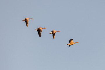 Graugänse an der Müritz © Jrg