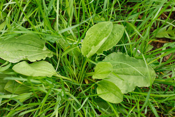 Plantain - medicinal plant
