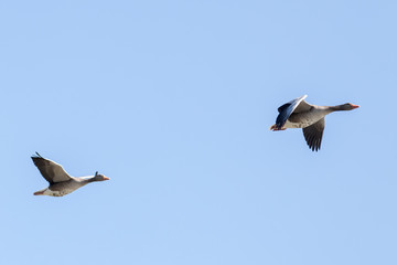 Graugänse an der Müritz