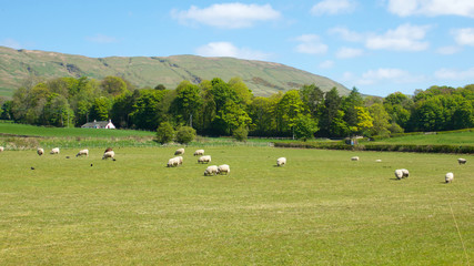 Fototapeta na wymiar Sheep in green grass field with a hill backdrop.