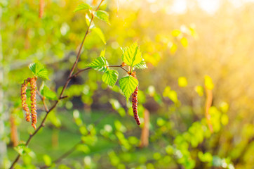 Birch catkins in the sun