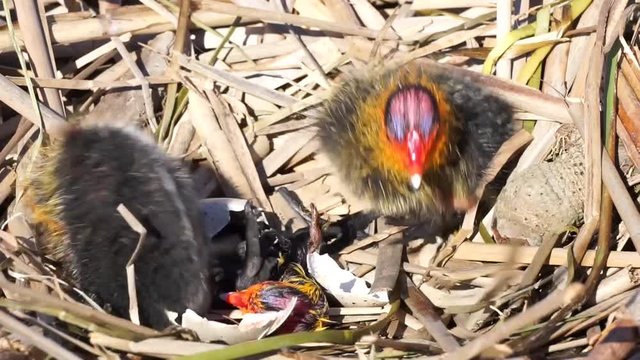 Chicks of Eurasian coot (Fulica atra) in the nest with egg