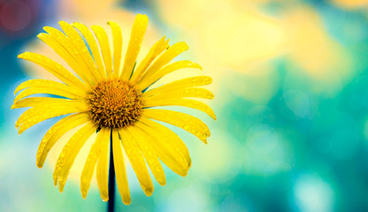 Obraz premium Yellow flower closeup macro onturquoise abstract background.