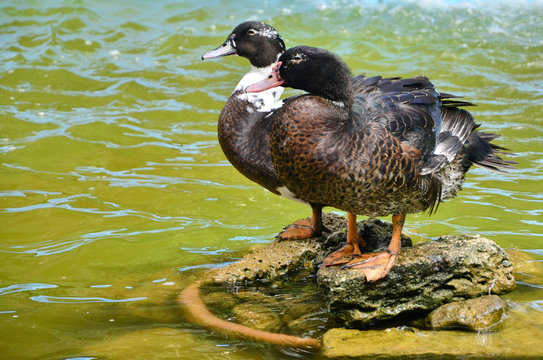 Patos