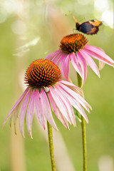 Colorful butterfly on flower purple coneflower