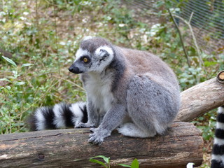 Lémur catta (maki catta)