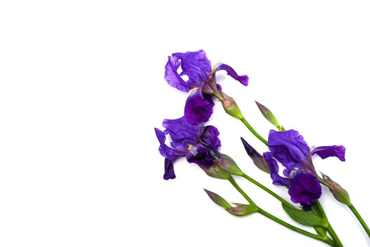 Iris flower isolated