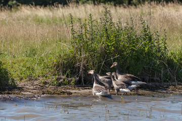 Graugänse an der Müritz © Jrg