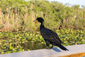  Double crested Cormorant (Phalacrocorax auritus) - Black big bird close up in summer. Everglades National Park, Florida. USA