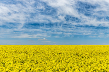 Obraz premium yellow rape fields with blue sky