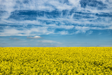 Fototapeta premium yellow rape fields with blue sky