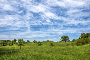 meadow with apple trees