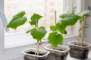 Seedling of cucumbers on windowsill