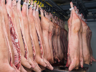 Carcass of a pig raw in refrigerator