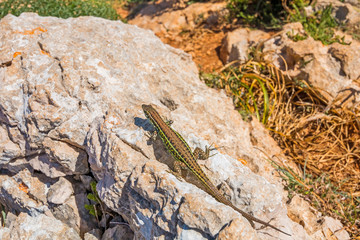 Tyrrhenian Wall Lizard (Podarcis tiliguerta) sunbathe undisturbed in Sardegna