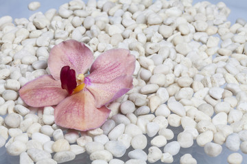 Orange orchids on a stone.