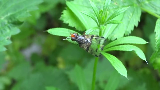 Syrphe dans les herbes.