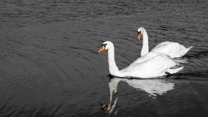 Fototapeta premium Schwan