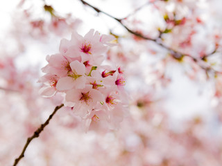 Sakura Blossom