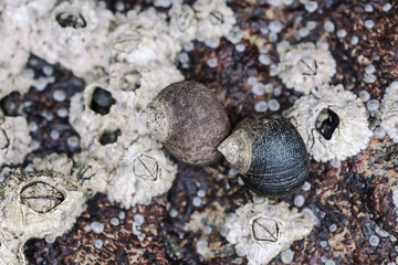 Periwinkles and barnacles
