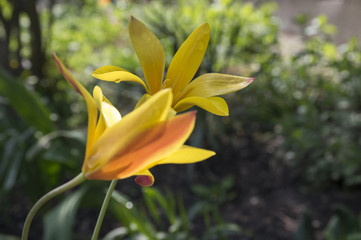 Tulipa stellata chrysantha in bloom, flowering golden lady tulips