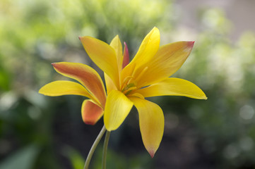 Fototapeta premium Tulipa stellata chrysantha in bloom, flowering golden lady tulips
