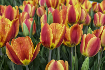 Orange tulips on Cape Ann
