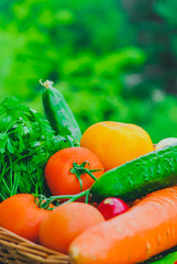 Fresh organic vegetables in the garden