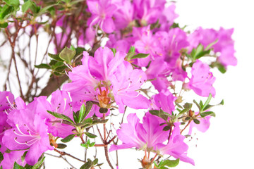 Japanese azaleas spring flowers on a white background