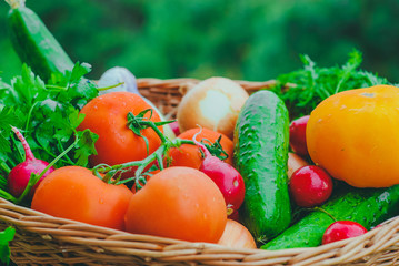 Fresh organic vegetables in the garden