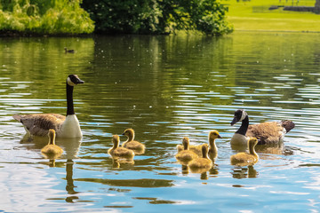 Canada Geese parents and their chicks  float on lake in the UK on a sunny day