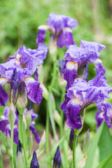 Iris flower in garden