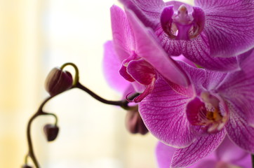 Flowering orchid