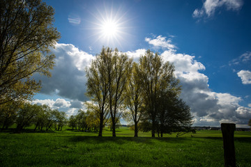 Obraz premium Sonnige Felder an den Rheinwiesen