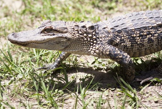 Alligator