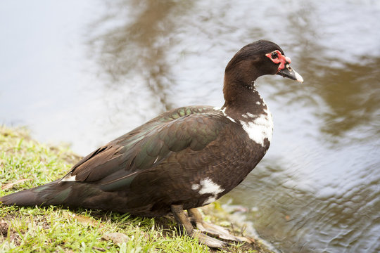 Duck