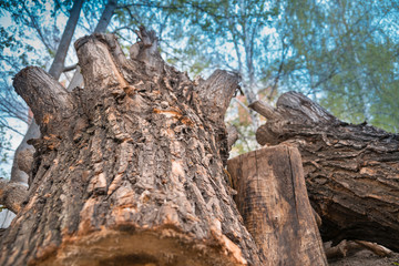 Perspective view of wooden logs and tree stumps with sky and green trees background