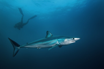 Fototapeta premium Mako shark, Isurus oxyrinchus, Atlantic ocean