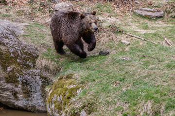 Obraz na płótnie Canvas A big brown bear running. Brown bear jumps on grass.