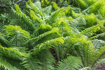 Fototapeta na wymiar Delicate Ferns Macro
